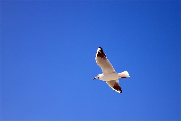 梦见海鸥